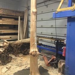 A Tall Burl Post