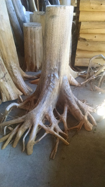 Cedar Stumps - Homestead Timbers